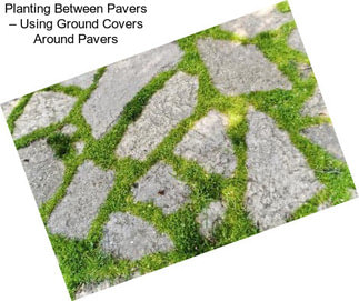 Planting Between Pavers – Using Ground Covers Around Pavers