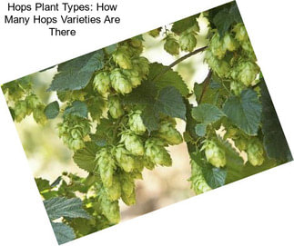 Hops Plant Types: How Many Hops Varieties Are There