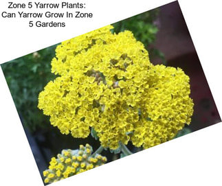 Zone 5 Yarrow Plants: Can Yarrow Grow In Zone 5 Gardens