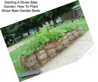 Starting A Straw Bale Garden: How To Plant Straw Bale Garden Beds