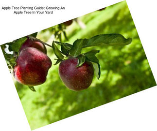 Apple Tree Planting Guide: Growing An Apple Tree In Your Yard