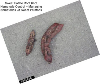 Sweet Potato Root Knot Nematode Control – Managing Nematodes Of Sweet Potatoes