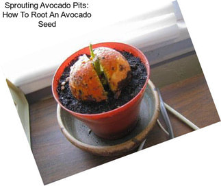 Sprouting Avocado Pits: How To Root An Avocado Seed