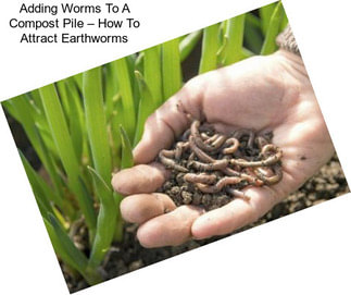 Adding Worms To A Compost Pile – How To Attract Earthworms