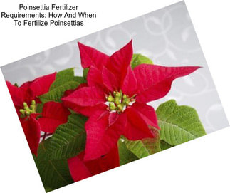 Poinsettia Fertilizer Requirements: How And When To Fertilize Poinsettias