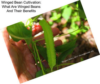 Winged Bean Cultivation: What Are Winged Beans And Their Benefits