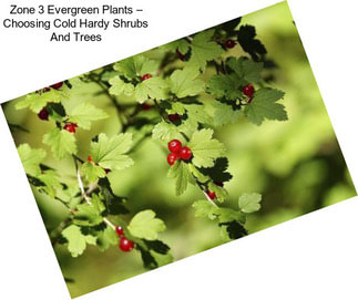 Zone 3 Evergreen Plants – Choosing Cold Hardy Shrubs And Trees