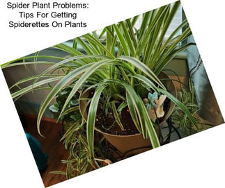 Spider Plant Problems: Tips For Getting Spiderettes On Plants