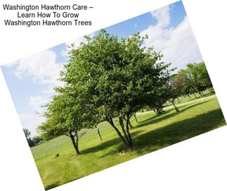 Washington Hawthorn Care – Learn How To Grow Washington Hawthorn Trees