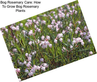 Bog Rosemary Care: How To Grow Bog Rosemary Plants