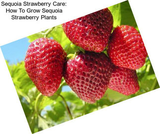 Sequoia Strawberry Care: How To Grow Sequoia Strawberry Plants