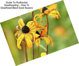 Guide To Rudbeckia Deadheading – How To Deadhead Black Eyed Susans