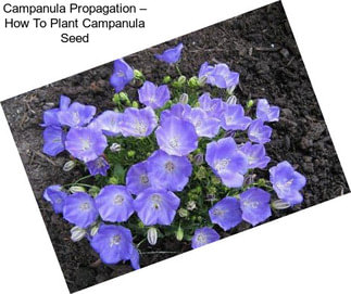 Campanula Propagation – How To Plant Campanula Seed