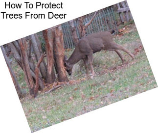 How To Protect Trees From Deer