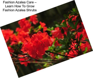 Fashion Azalea Care – Learn How To Grow Fashion Azalea Shrubs