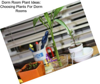 Dorm Room Plant Ideas: Choosing Plants For Dorm Rooms