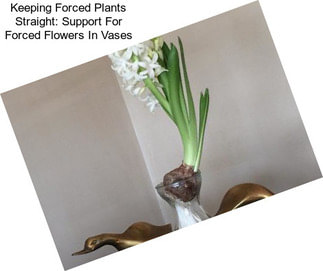 Keeping Forced Plants Straight: Support For Forced Flowers In Vases