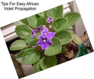 Tips For Easy African Violet Propagation