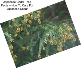 Japanese Cedar Tree Facts – How To Care For Japanese Cedar