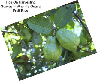 Tips On Harvesting Guavas – When Is Guava Fruit Ripe