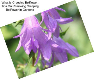 What Is Creeping Bellflower: Tips On Removing Creeping Bellflower In Gardens