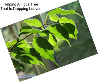 Helping A Ficus Tree That Is Dropping Leaves