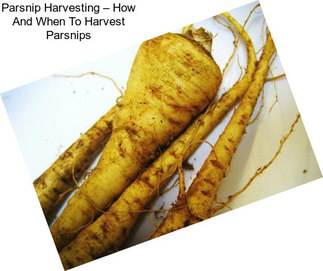 Parsnip Harvesting – How And When To Harvest Parsnips