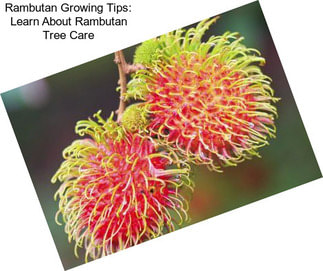 Rambutan Growing Tips: Learn About Rambutan Tree Care