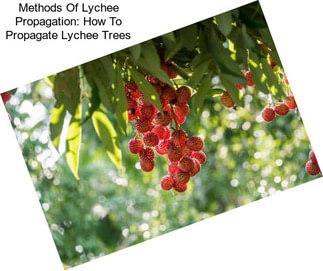 Methods Of Lychee Propagation: How To Propagate Lychee Trees