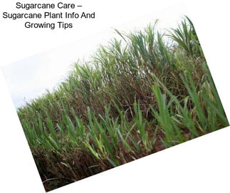 Sugarcane Care – Sugarcane Plant Info And Growing Tips