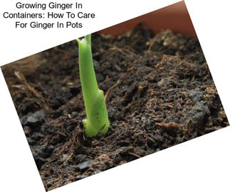 Growing Ginger In Containers: How To Care For Ginger In Pots