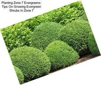 Planting Zone 7 Evergreens: Tips On Growing Evergreen Shrubs In Zone 7