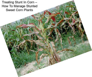 Treating Stunt In Corn – How To Manage Stunted Sweet Corn Plants