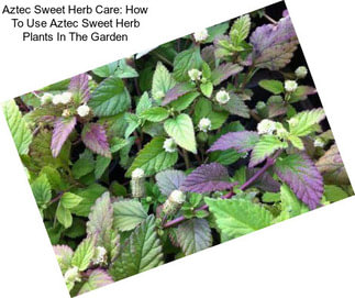 Aztec Sweet Herb Care: How To Use Aztec Sweet Herb Plants In The Garden