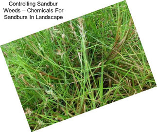 Controlling Sandbur Weeds – Chemicals For Sandburs In Landscape