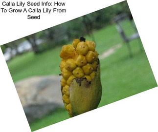 Calla Lily Seed Info: How To Grow A Calla Lily From Seed