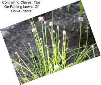 Controlling Chives: Tips On Ridding Lawns Of Chive Plants