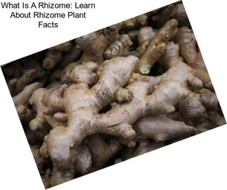 What Is A Rhizome: Learn About Rhizome Plant Facts