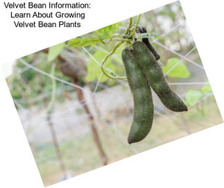 Velvet Bean Information: Learn About Growing Velvet Bean Plants