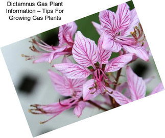Dictamnus Gas Plant Information – Tips For Growing Gas Plants
