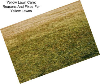 Yellow Lawn Care: Reasons And Fixes For Yellow Lawns