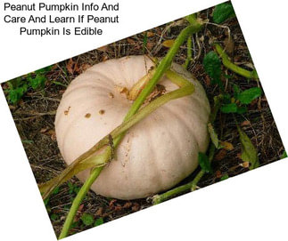 Peanut Pumpkin Info And Care And Learn If Peanut Pumpkin Is Edible