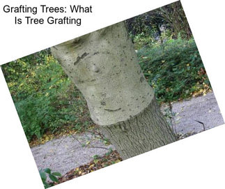 Grafting Trees: What Is Tree Grafting