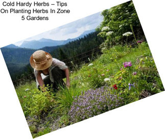 Cold Hardy Herbs – Tips On Planting Herbs In Zone 5 Gardens