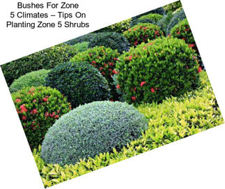 Bushes For Zone 5 Climates – Tips On Planting Zone 5 Shrubs