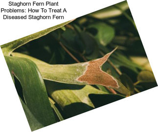 Staghorn Fern Plant Problems: How To Treat A Diseased Staghorn Fern