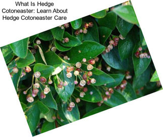 What Is Hedge Cotoneaster: Learn About Hedge Cotoneaster Care