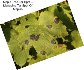 Maple Tree Tar Spot – Managing Tar Spot Of Maples