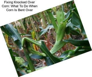 Fixing Knocked Over Corn: What To Do When Corn Is Bent Over