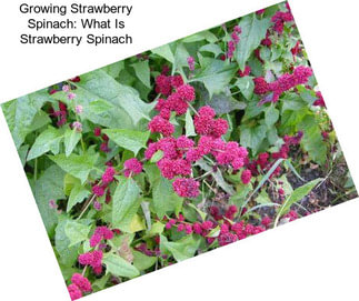 Growing Strawberry Spinach: What Is Strawberry Spinach